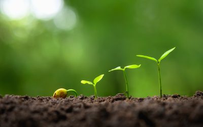 La base de un cultivo exitoso: La importancia de un suelo sano